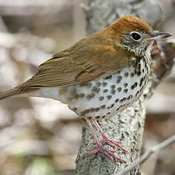 Wood Thrush